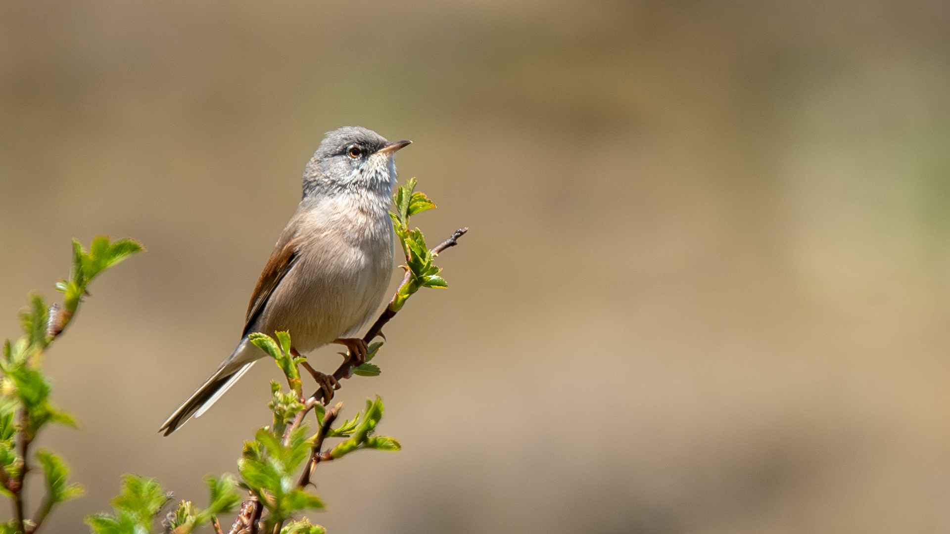 Spectacled Warbler
